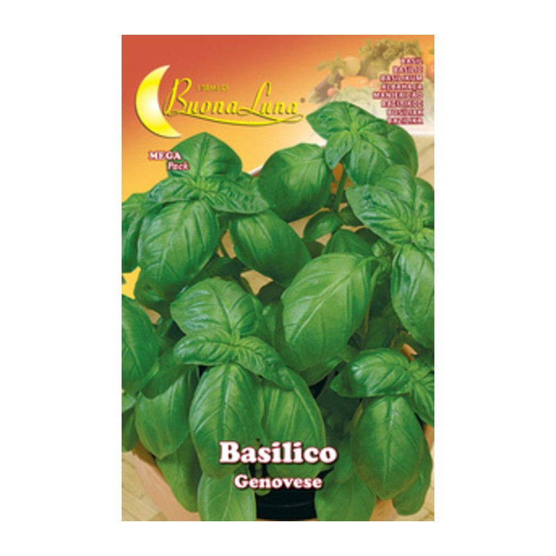 10 x SEMI ORTO BASILICO GENOVESE