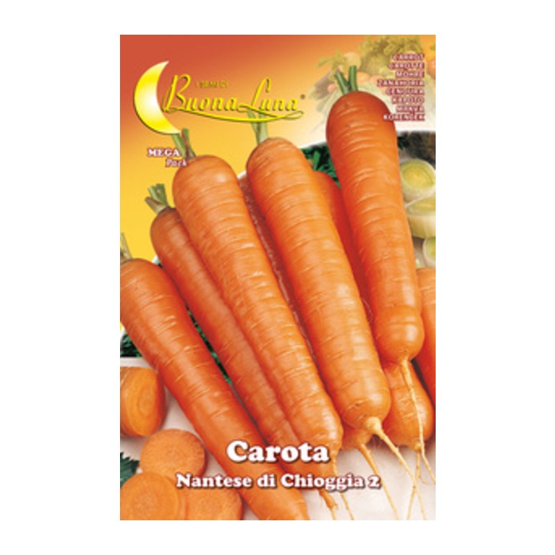 10 x SEMI ORTO CAROTA DI CHIOGGIA