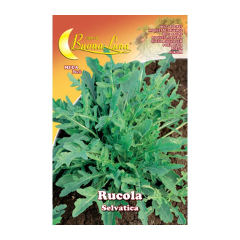10 x SEMI ORTO RUCOLA SELVATICA