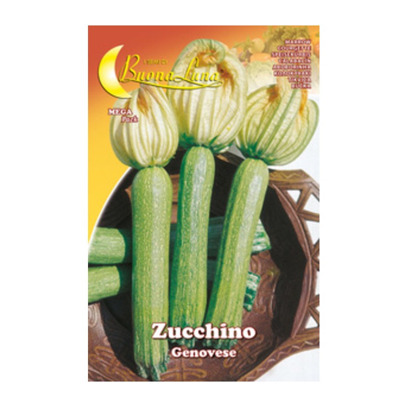 10 x SEMI ORTO ZUCCHINO GENOVESE