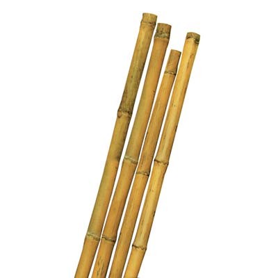100 x TUTORE CANNA BAMBOO STARS