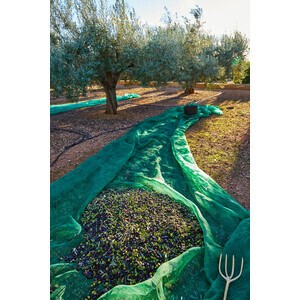 C RETE P/OLIVE ANTISPINA 80G 10X50M