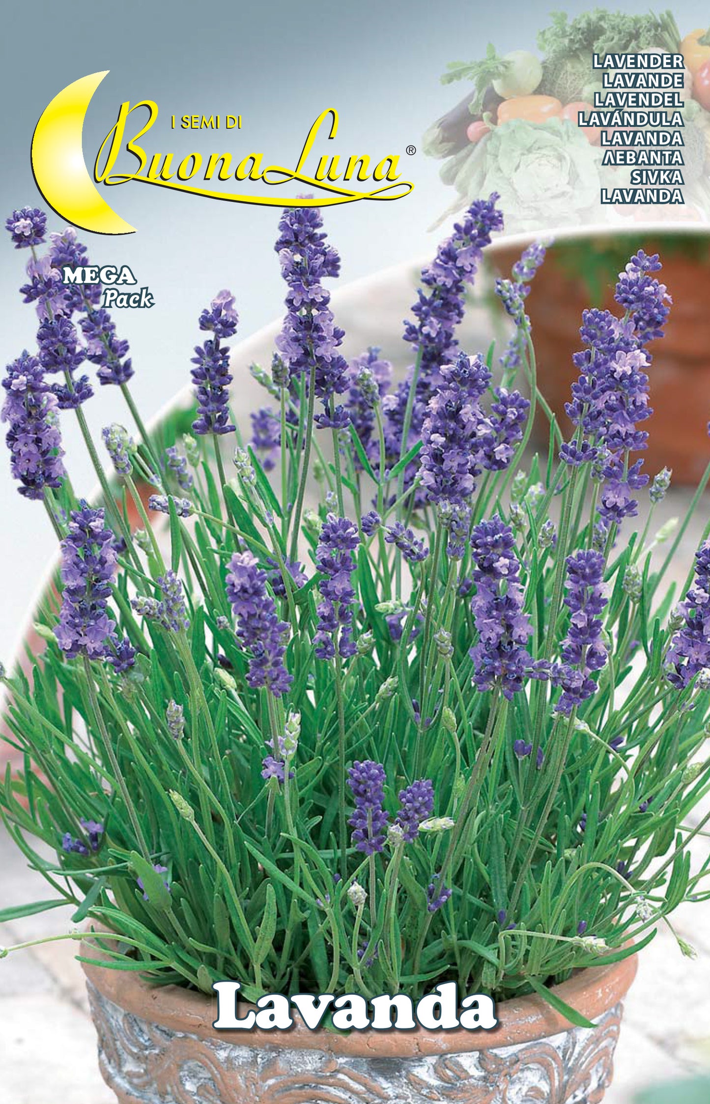 SEMI ORTO LAVANDA