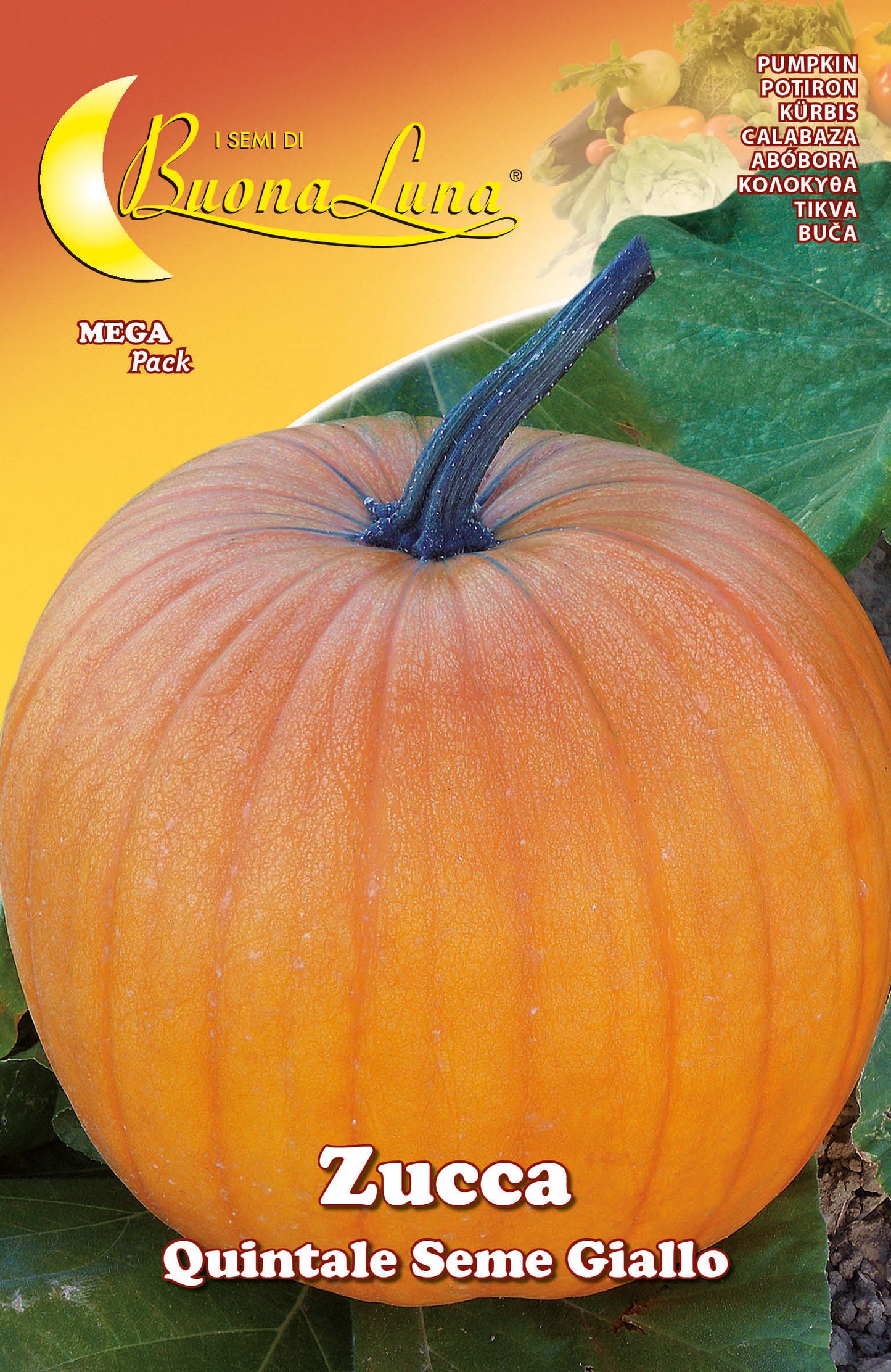 SEMI ORTO ZUCCA QUINTALE