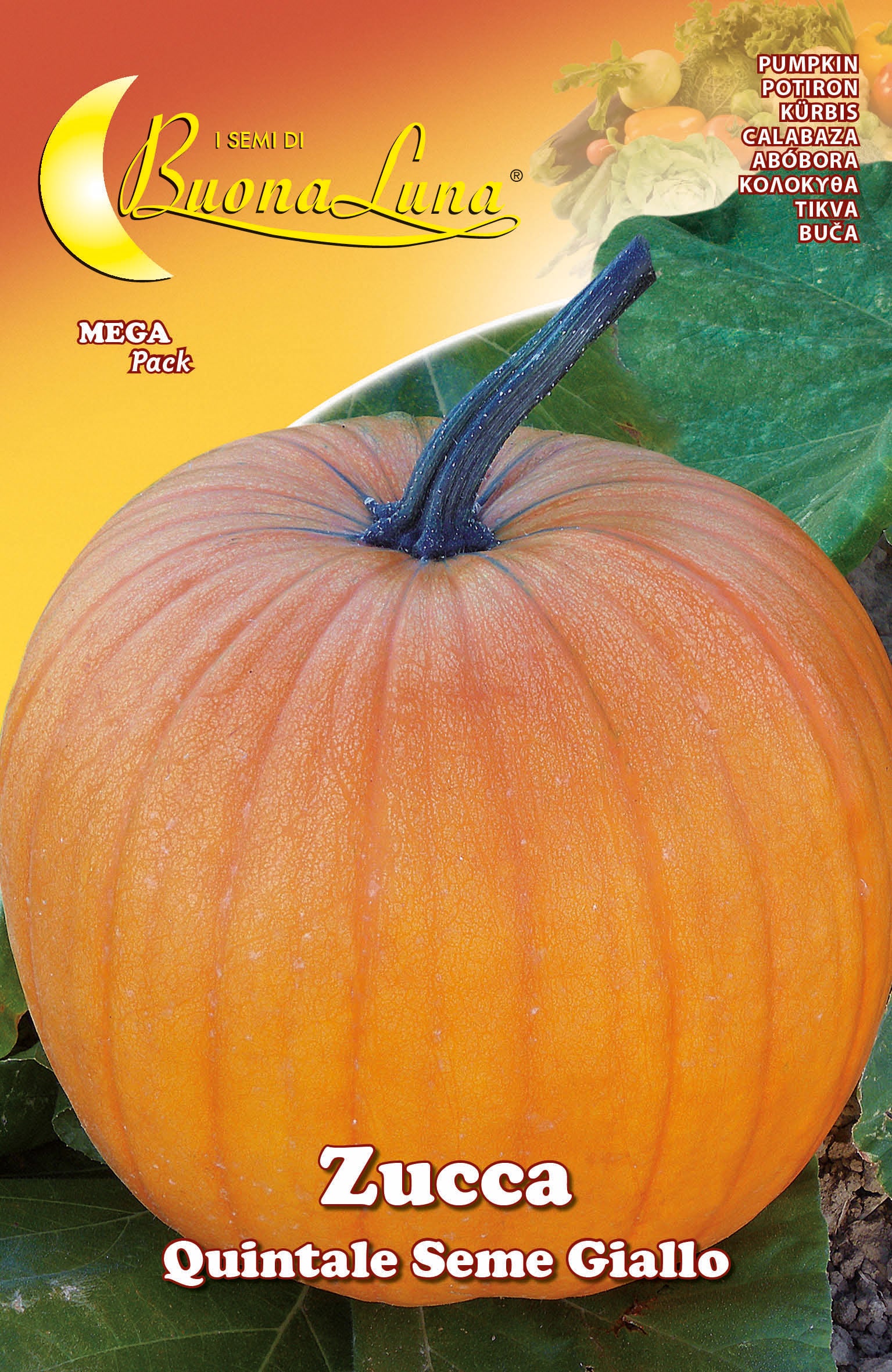 SEMI ORTO ZUCCA QUINTALE