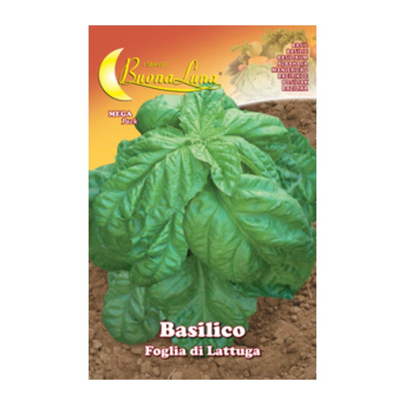 10 x SEMI ORTO BASILICO FOGLIA LATTUGA