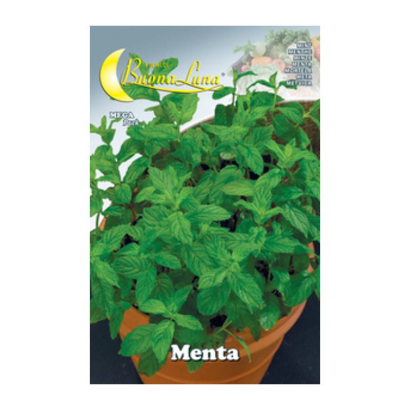 10 x SEMI ORTO MENTA