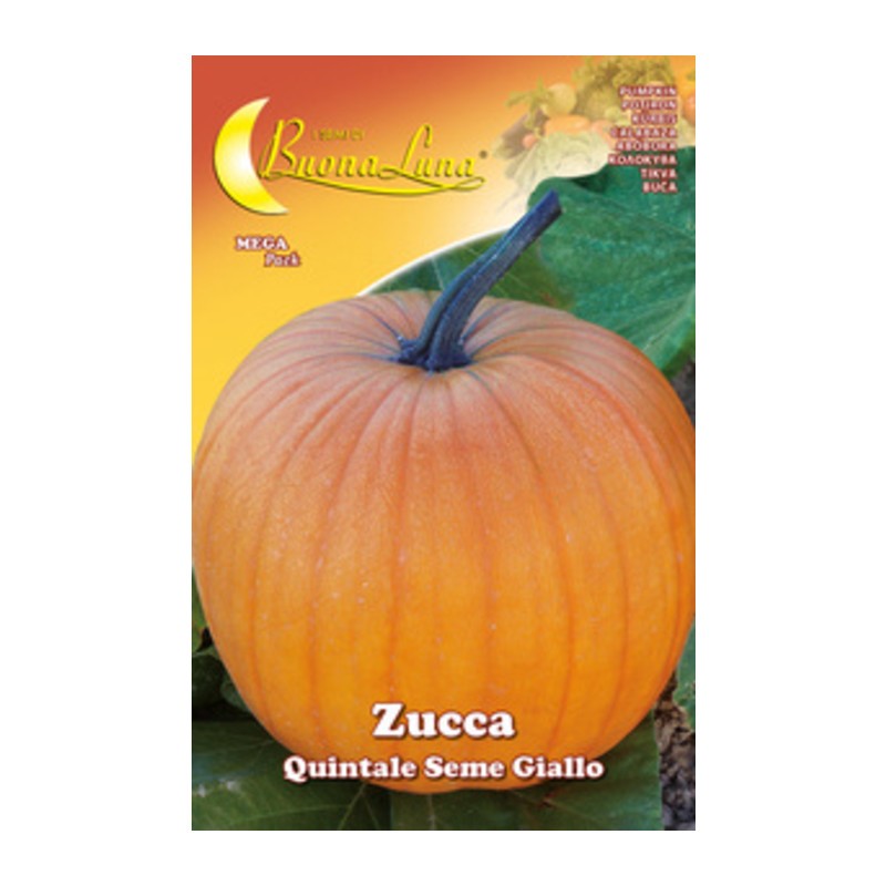 10 x SEMI ORTO ZUCCA QUINTALE