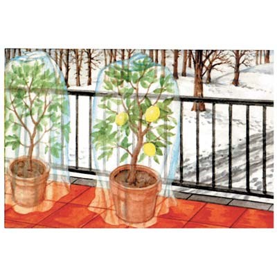 3 x CAPPUCCIO ANTIGELO TNT PROTEZIONE PIANTE STARS