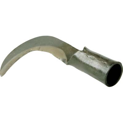 RONCOLINA X PIGNE STARS