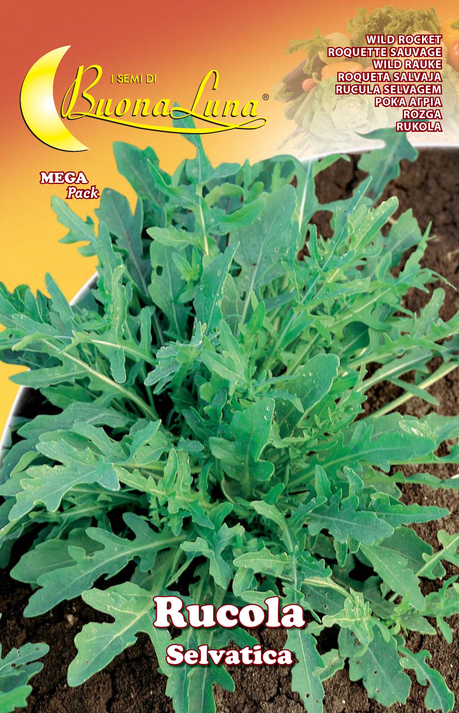 SEMI ORTO RUCOLA SELVATICA