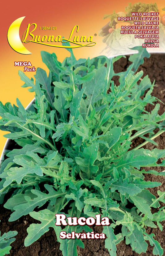 SEMI ORTO RUCOLA SELVATICA