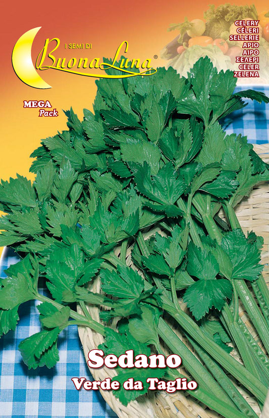 SEMI ORTO SEDANO VERDE DA TAGLIO