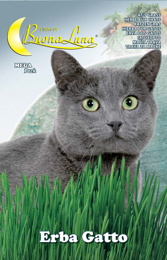 SEMI ORTO ERBA GATTO