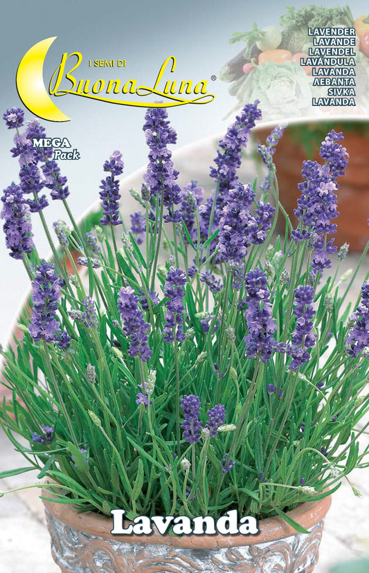 SEMI ORTO LAVANDA