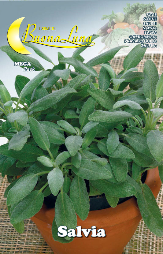 SEMI ORTO SALVIA