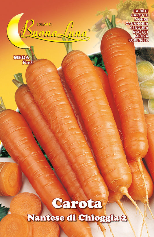 SEMI ORTO CAROTA DI CHIOGGIA