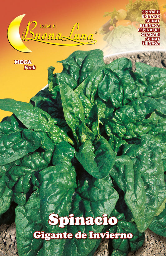 SEMI ORTO SPINACI GIGANTI